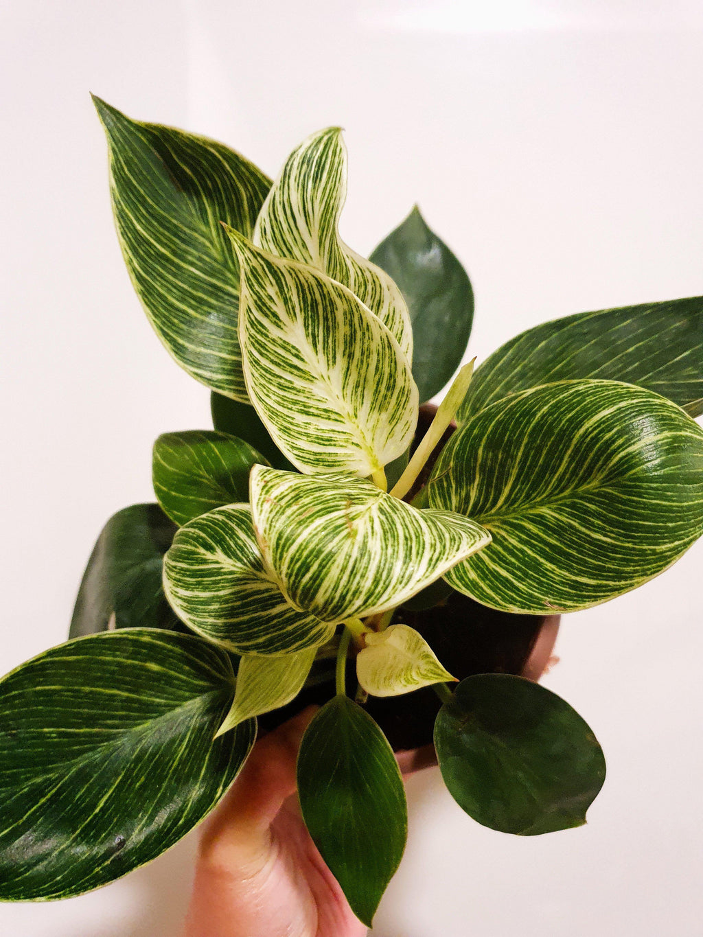 Philodendron Birkin Plant Studio LLC 