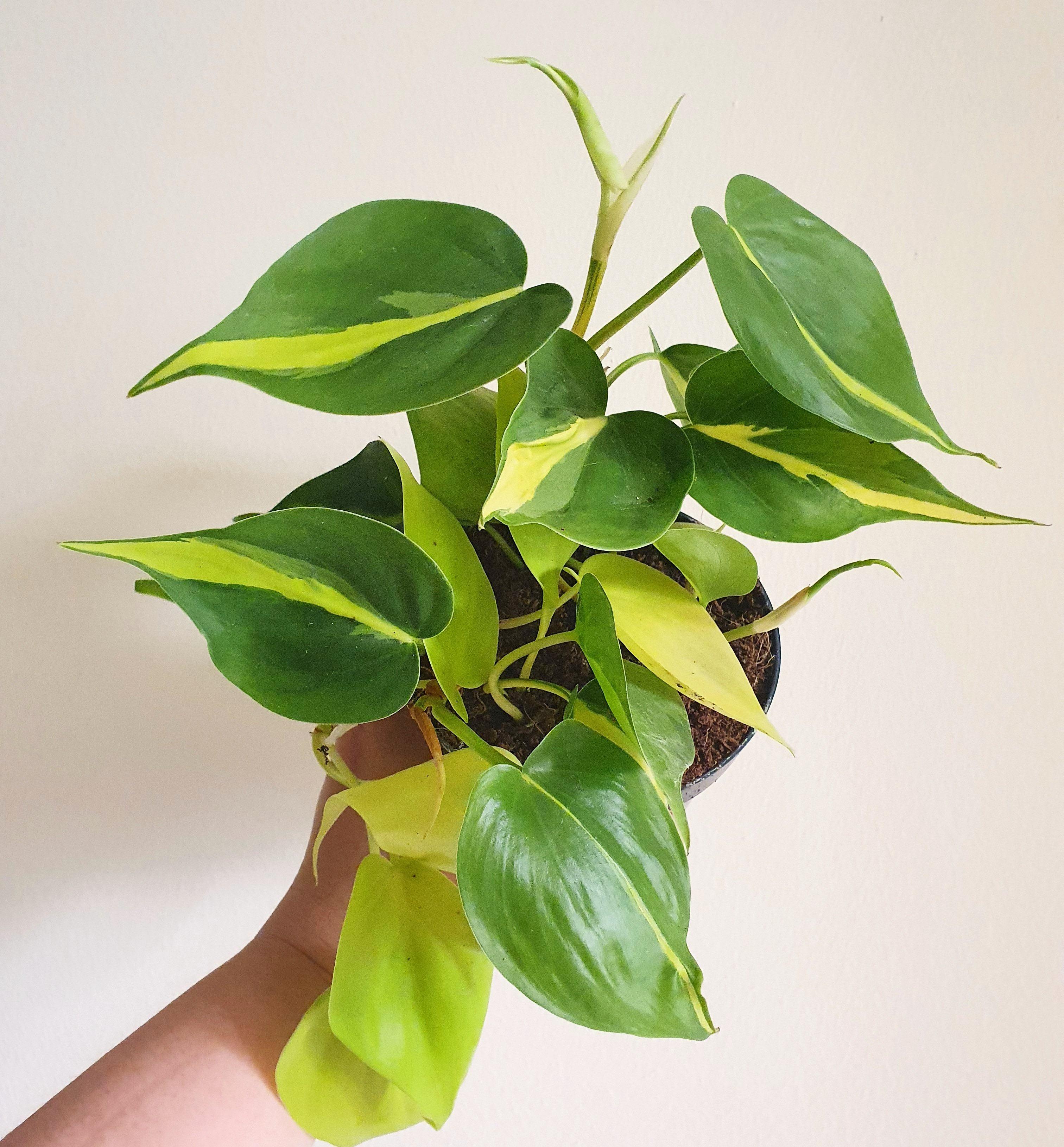 Philodendron Brasil Plant Studio LLC 