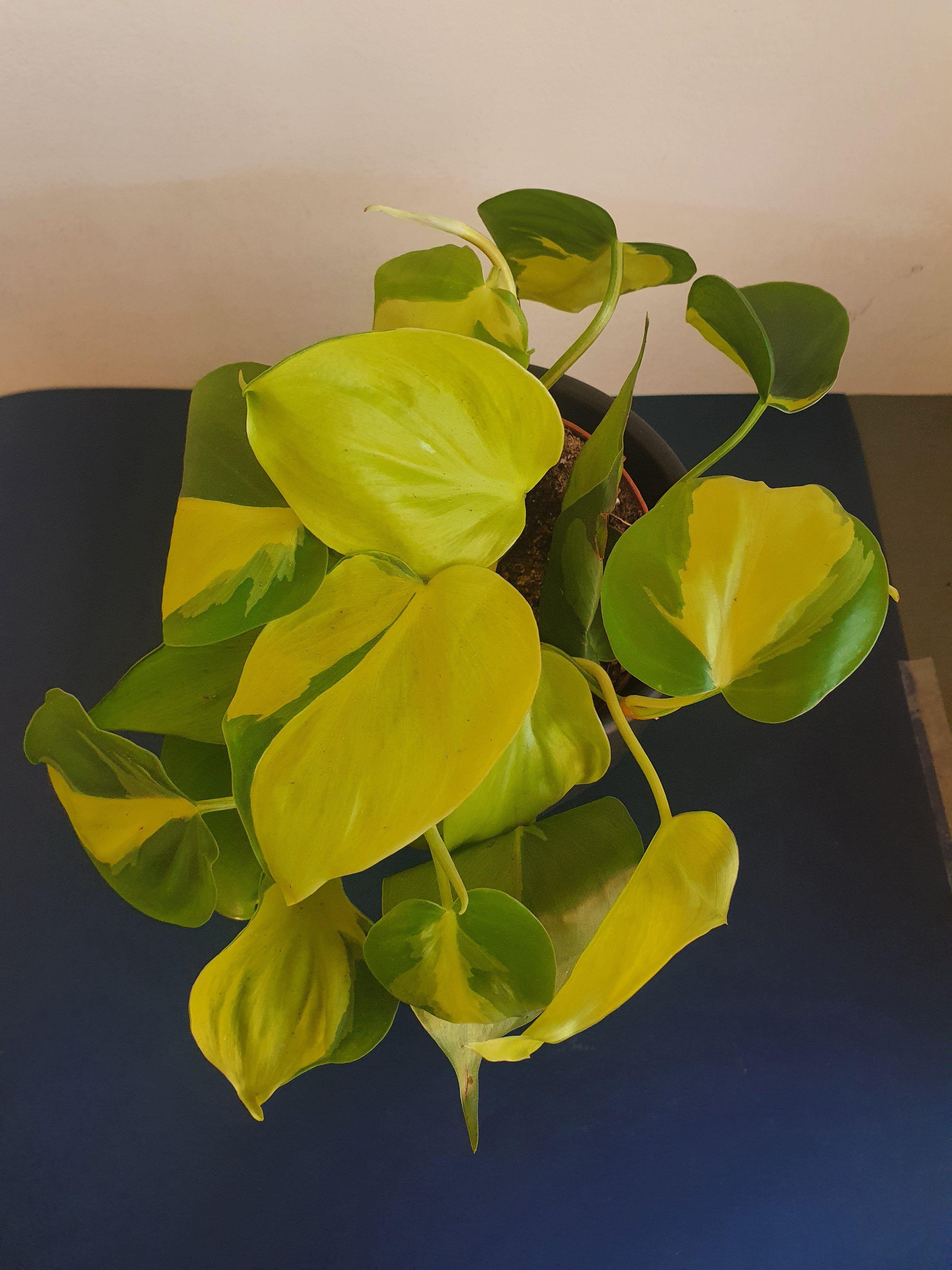 Philodendron Brasil Plant Studio LLC 