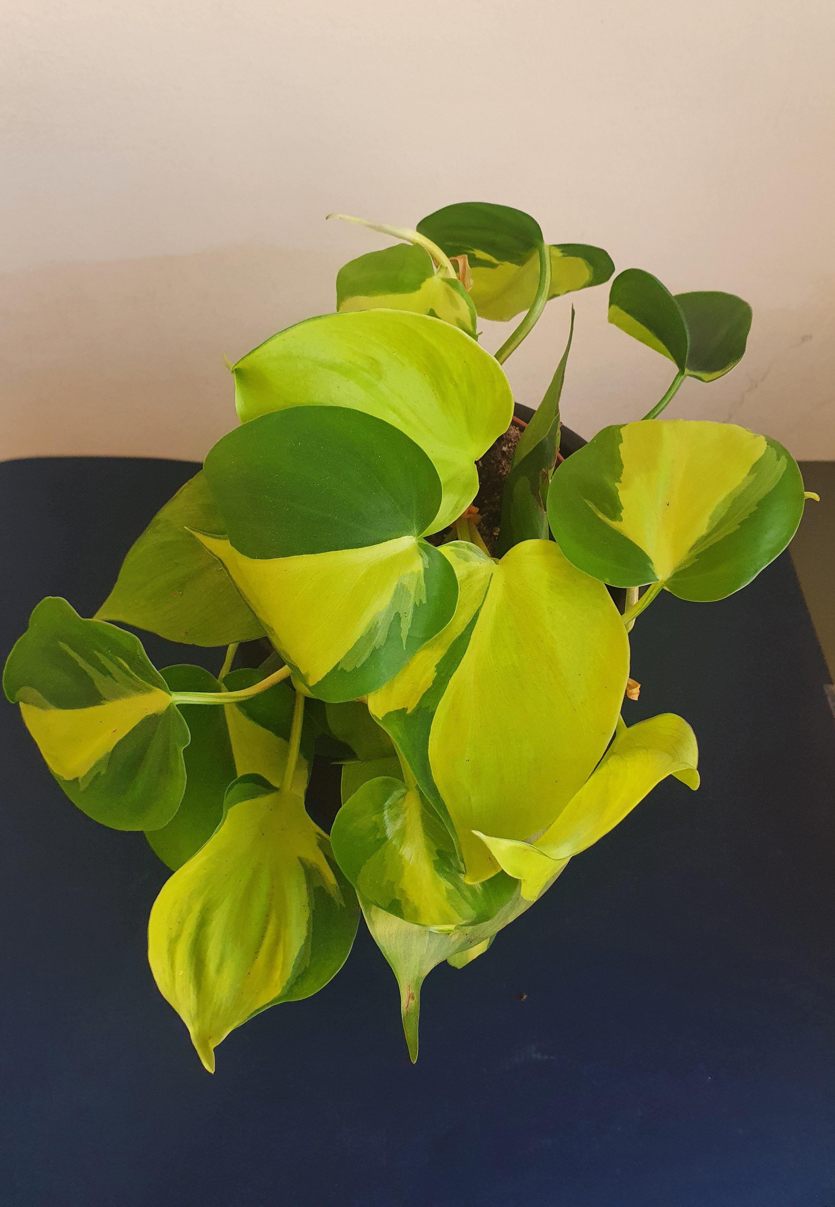 Philodendron Brasil Plant Studio LLC 