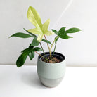 Philodendron Florida Ghost - Plant Studio LLC