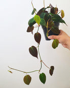 Philodendron Micans Plant Studio LLC 