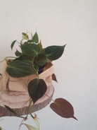 Philodendron Micans Plant Studio LLC 