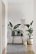 Philodendron Narrow Escape Plant Studio LLC 