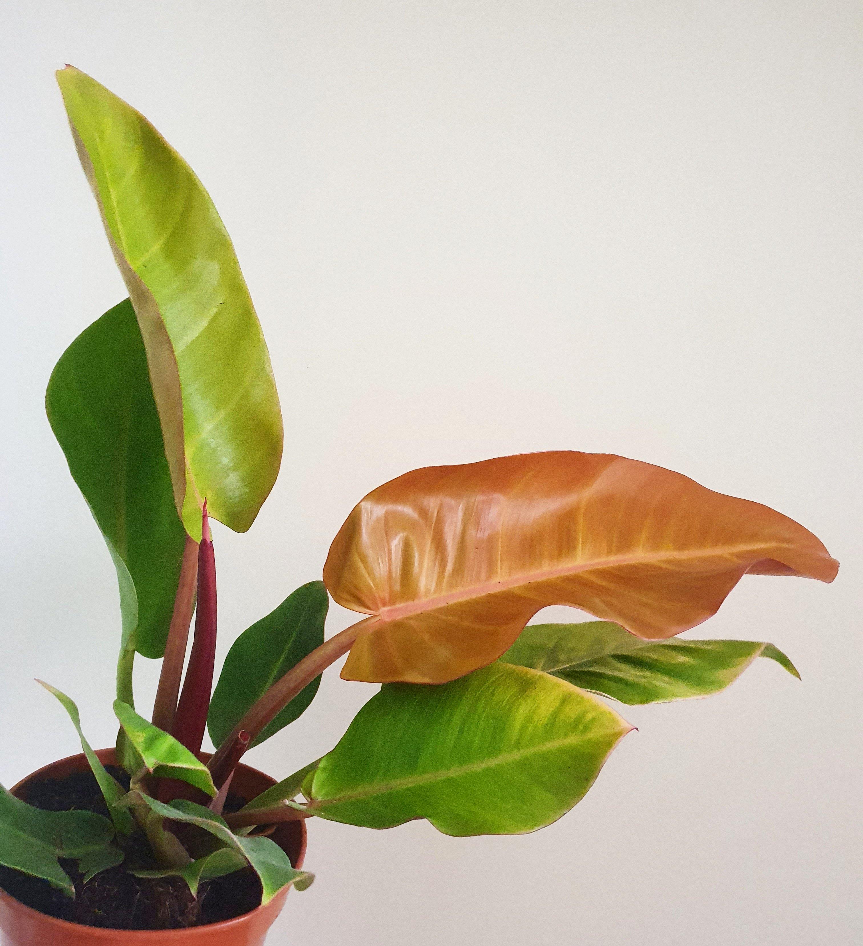 Philodendron Prince of Orange Plant Studio LLC 