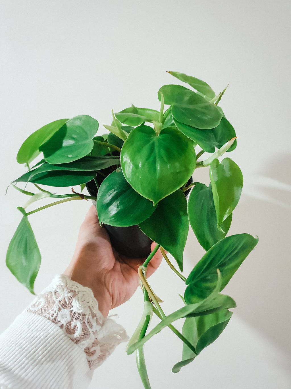 Philodendron Scandens 'Heartleaf' Plant Studio LLC 20cm 