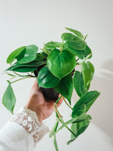 Philodendron Scandens 'Heartleaf' Plant Studio LLC 20cm 