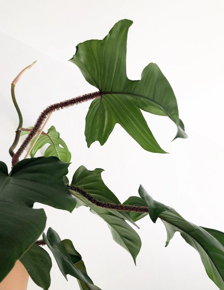 Philodendron Squamiferum Plant Studio LLC 