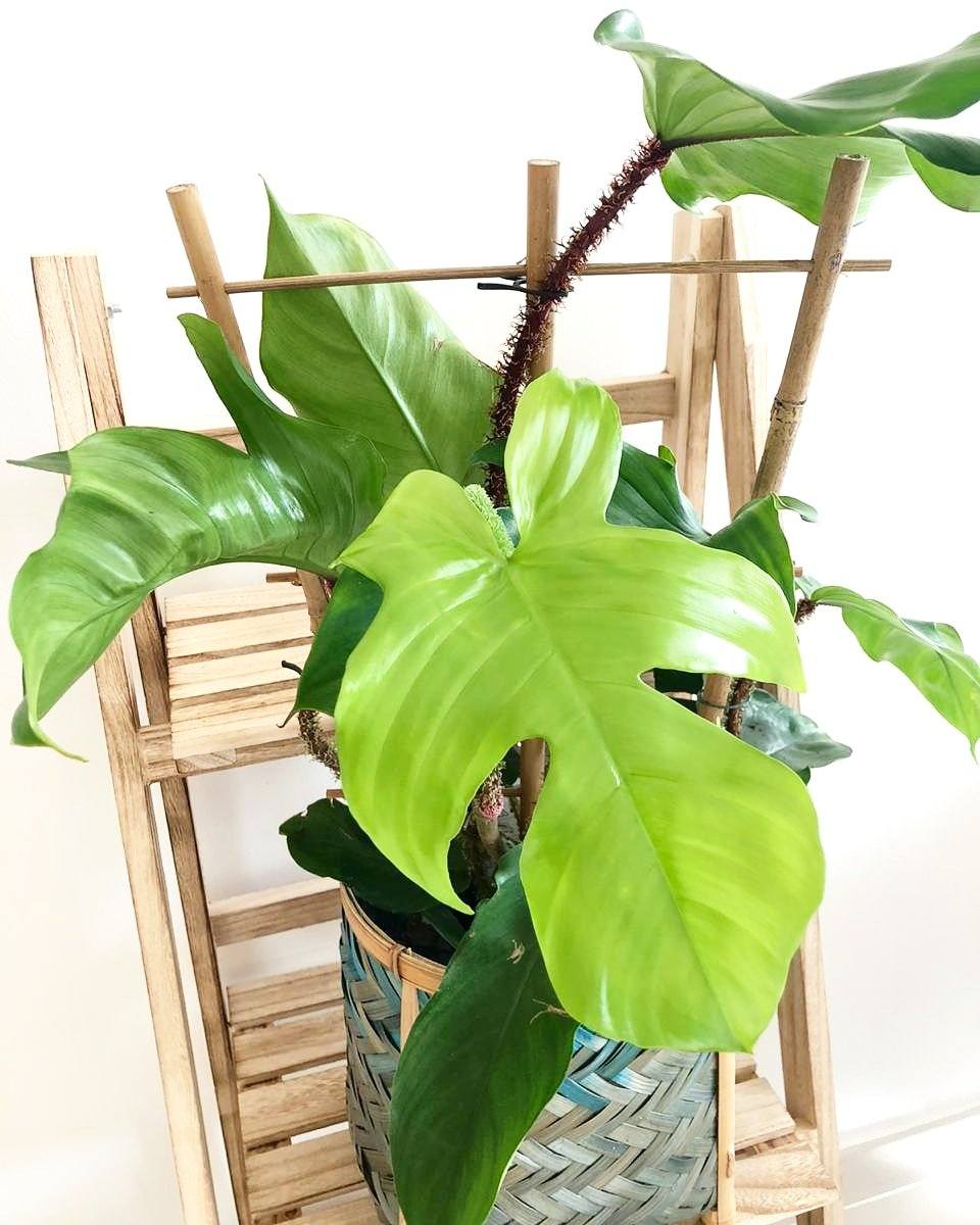 Philodendron Squamiferum Plant Studio LLC 