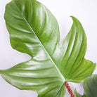 Philodendron Squamiferum Plant Studio LLC 