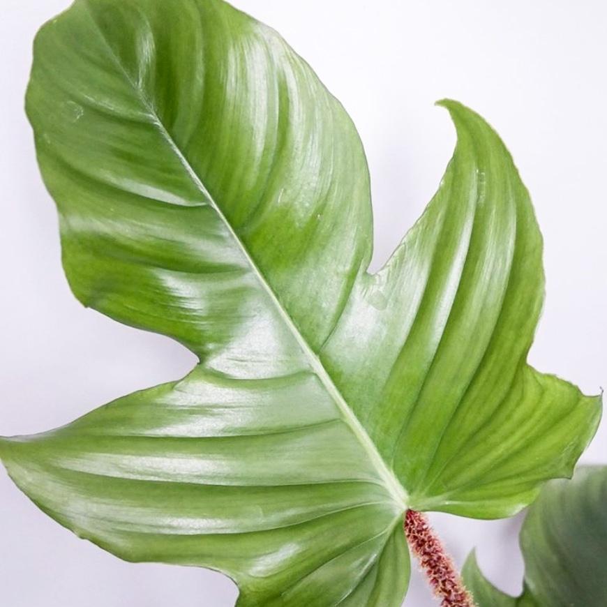 Philodendron Squamiferum Plant Studio LLC 