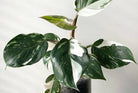 Philodendron White Knight - Plant Studio LLC