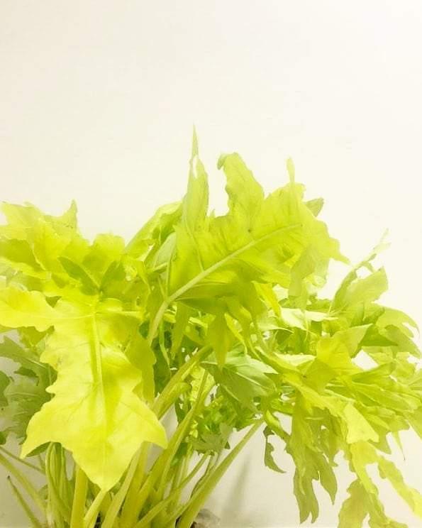 Philodendron Yellow Hope – Plant Studio LLC