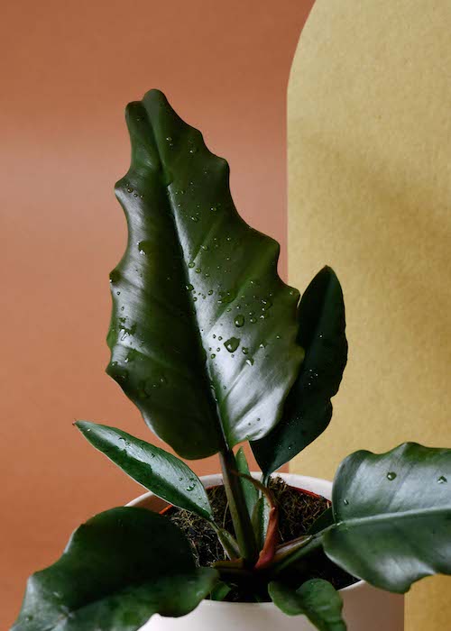 Philodendron Caramel - Plant Studio LLC