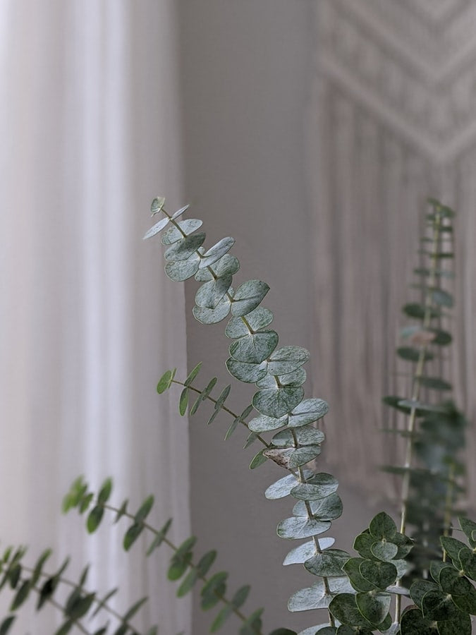 Eucalyptus Gunnii Blue Ice Tree 140-150cm - Plant Studio LLC