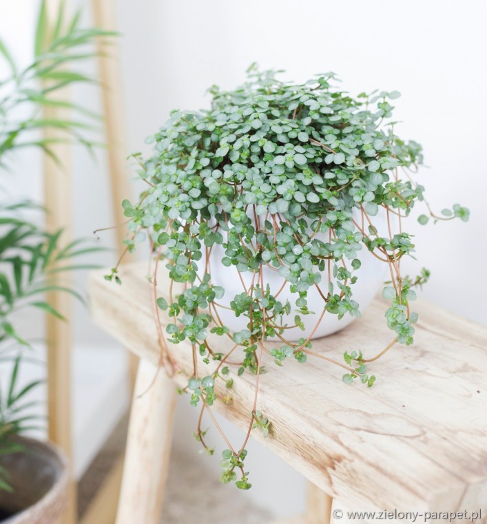 Pilea Glauca Greysy 'Silver Sparkle'