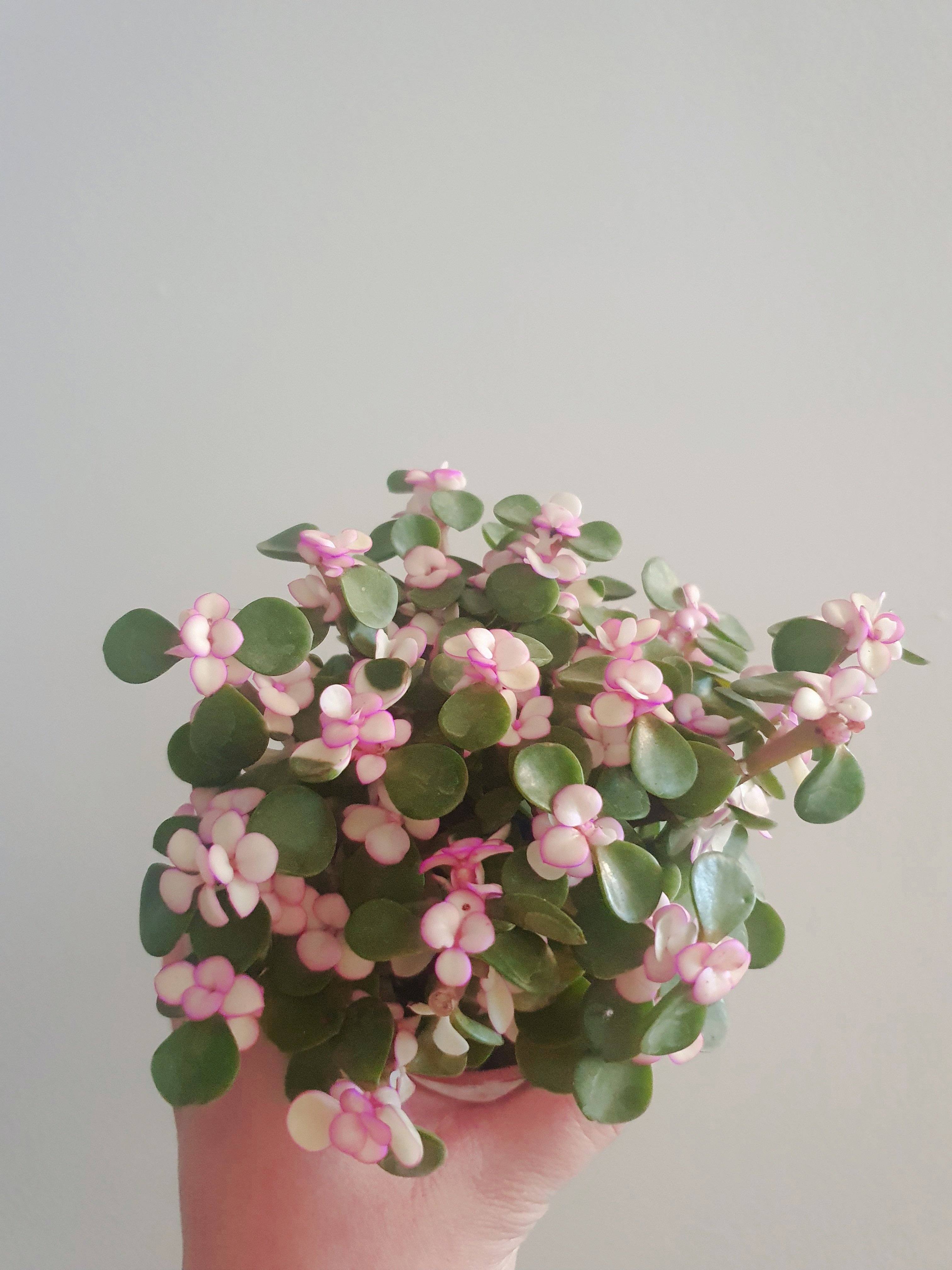 Portulacaria Afra Plant Studio LLC 
