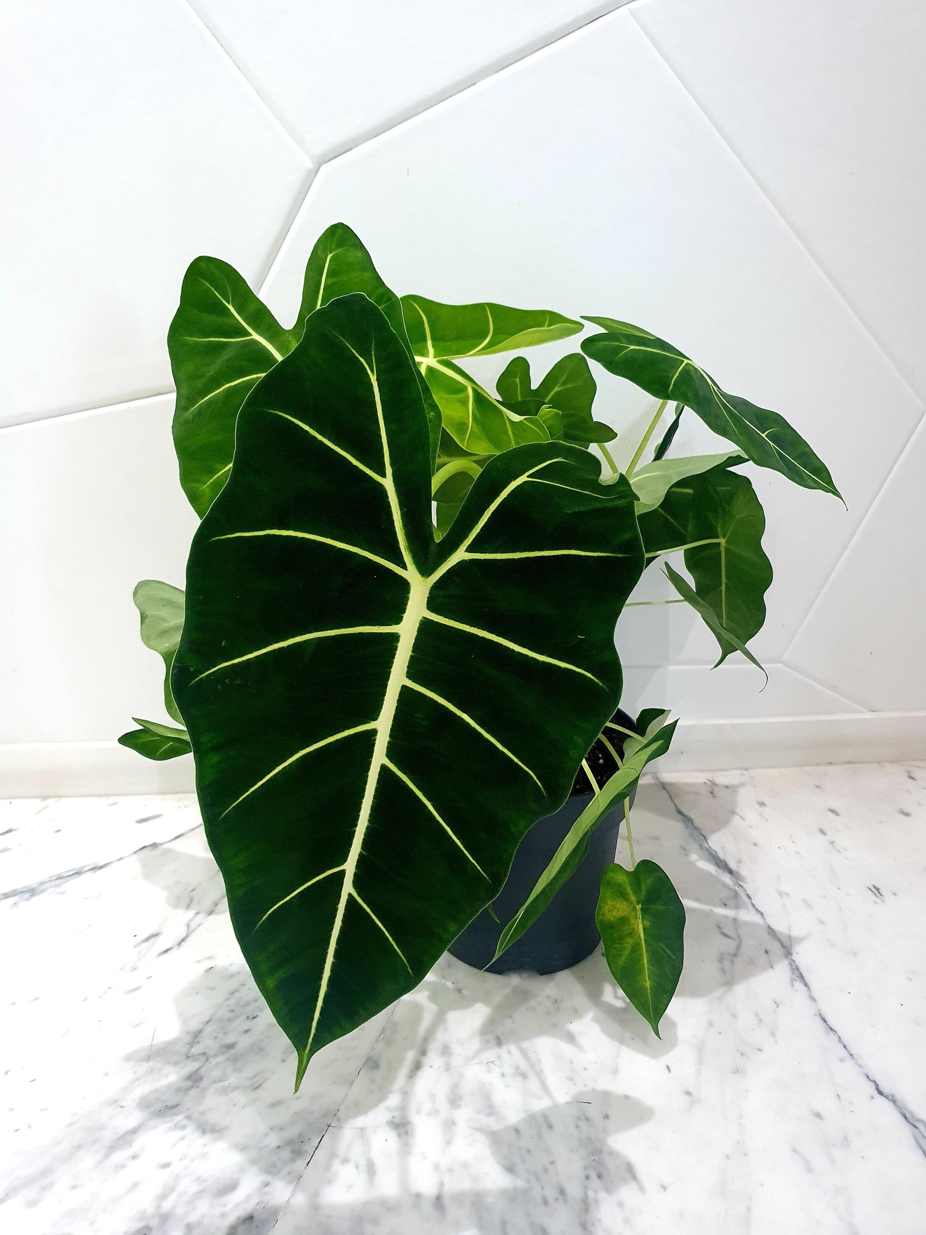 Rare Alocasia Frydek Plant Studio LLC 