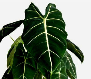 Rare Alocasia Frydek Plant Studio LLC 