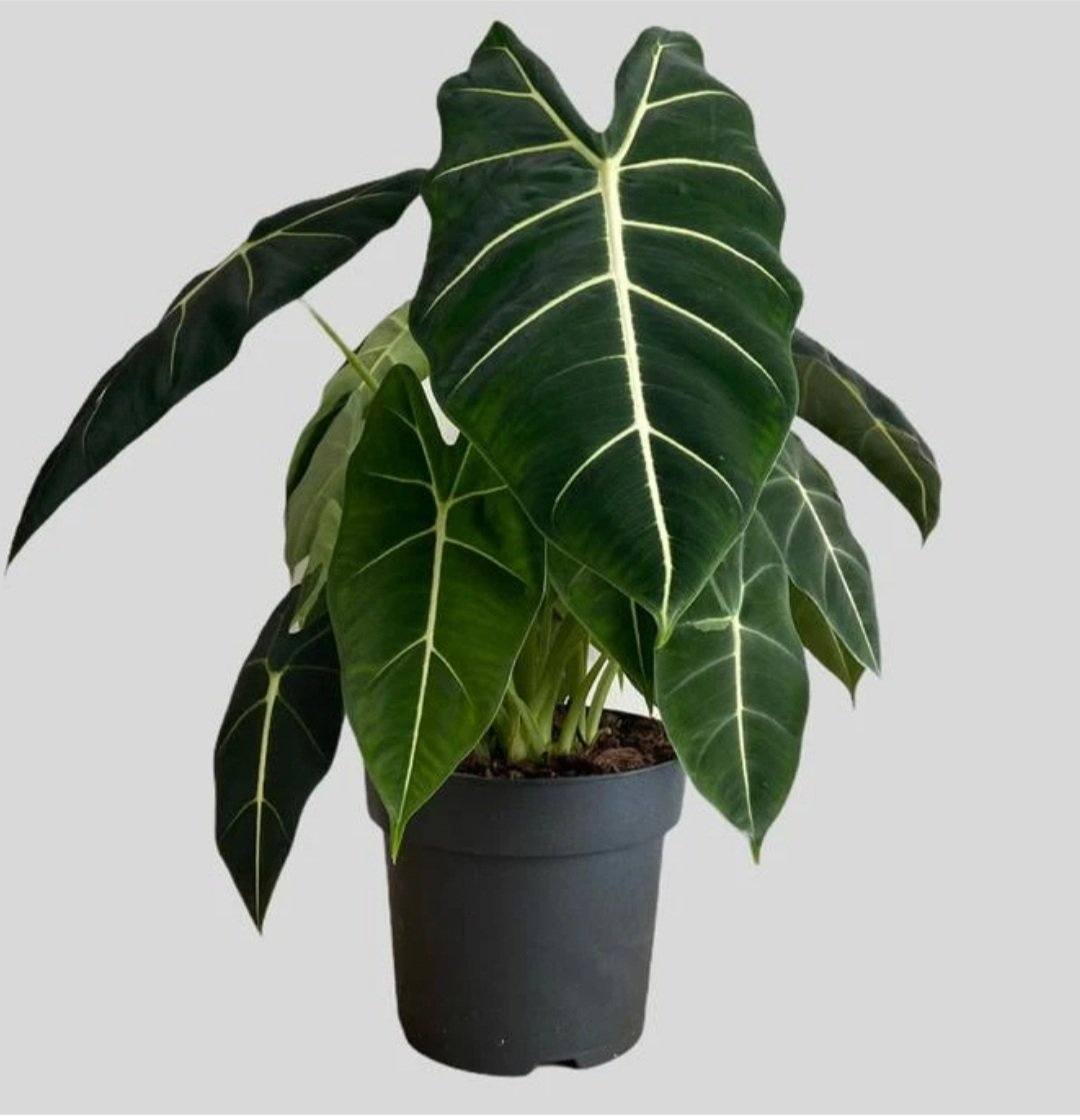 Rare Alocasia Frydek Plant Studio LLC 