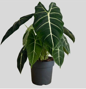 Rare Alocasia Frydek Plant Studio LLC 