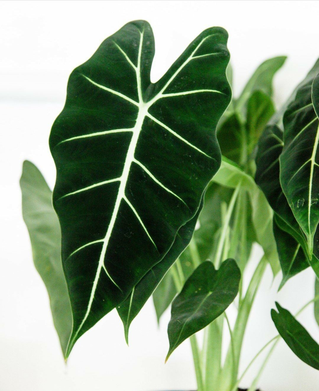 Rare Alocasia Frydek Plant Studio LLC 