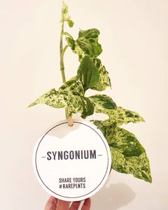 Rare Syngonium Mottled Mojito Plant Studio LLC 