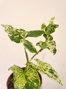 Rare Syngonium Mottled Mojito Plant Studio LLC 
