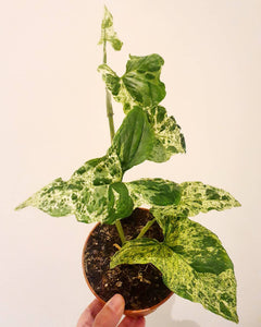 Rare Syngonium Mottled Mojito Plant Studio LLC 