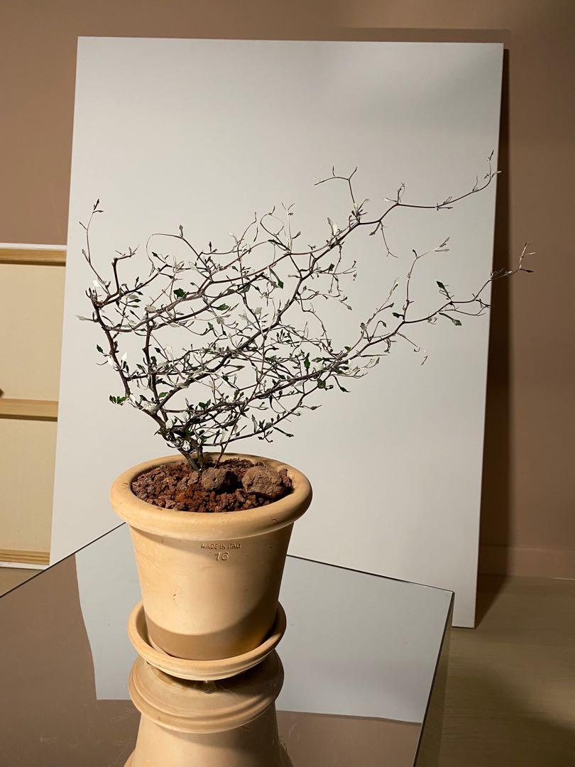 Corokia Maori Green