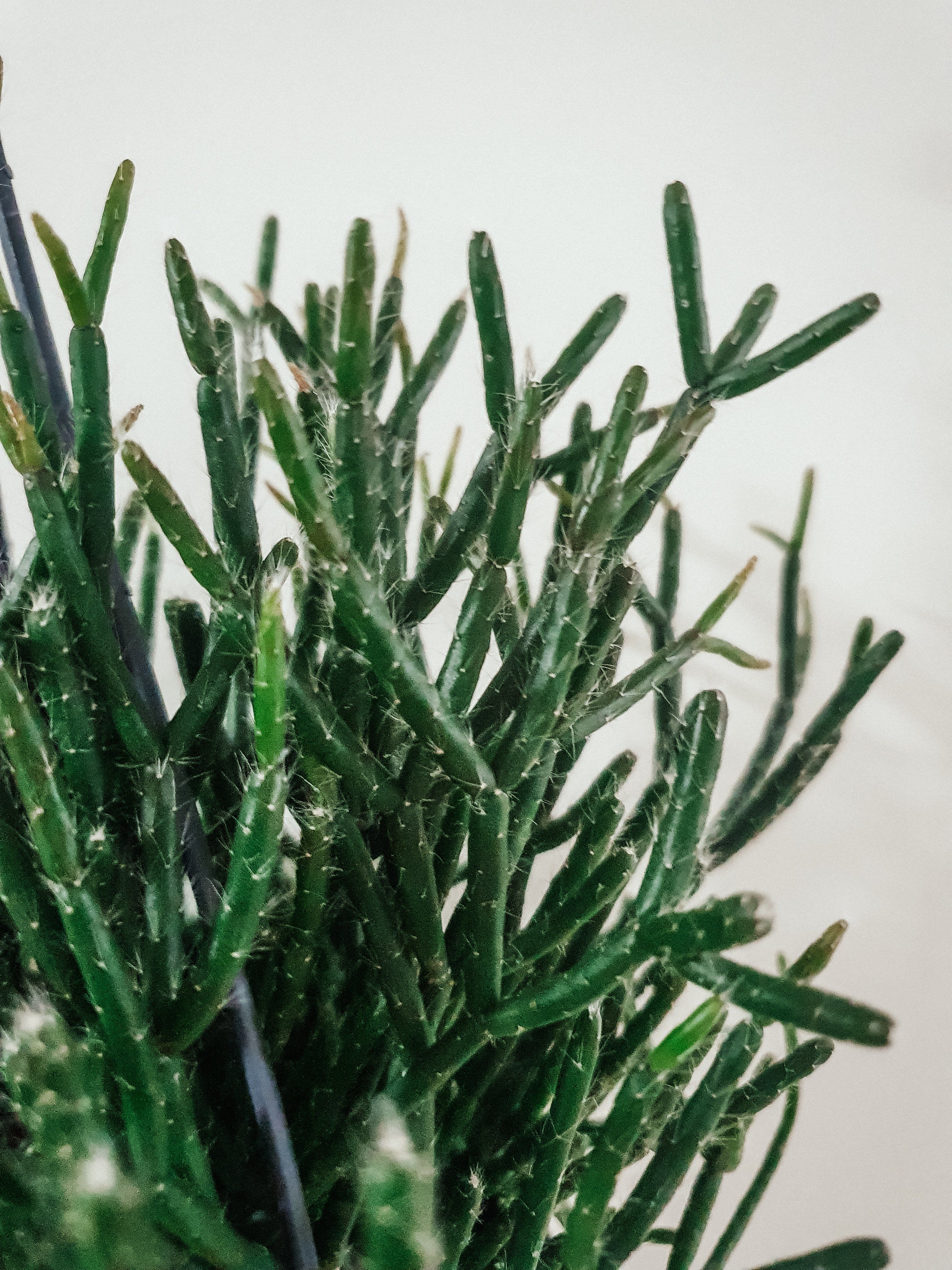 Rhipsalis Pilocarpa Plant Studio LLC 