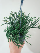 Rhipsalis Pilocarpa Plant Studio LLC 