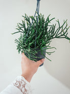 Rhipsalis Pilocarpa Plant Studio LLC 