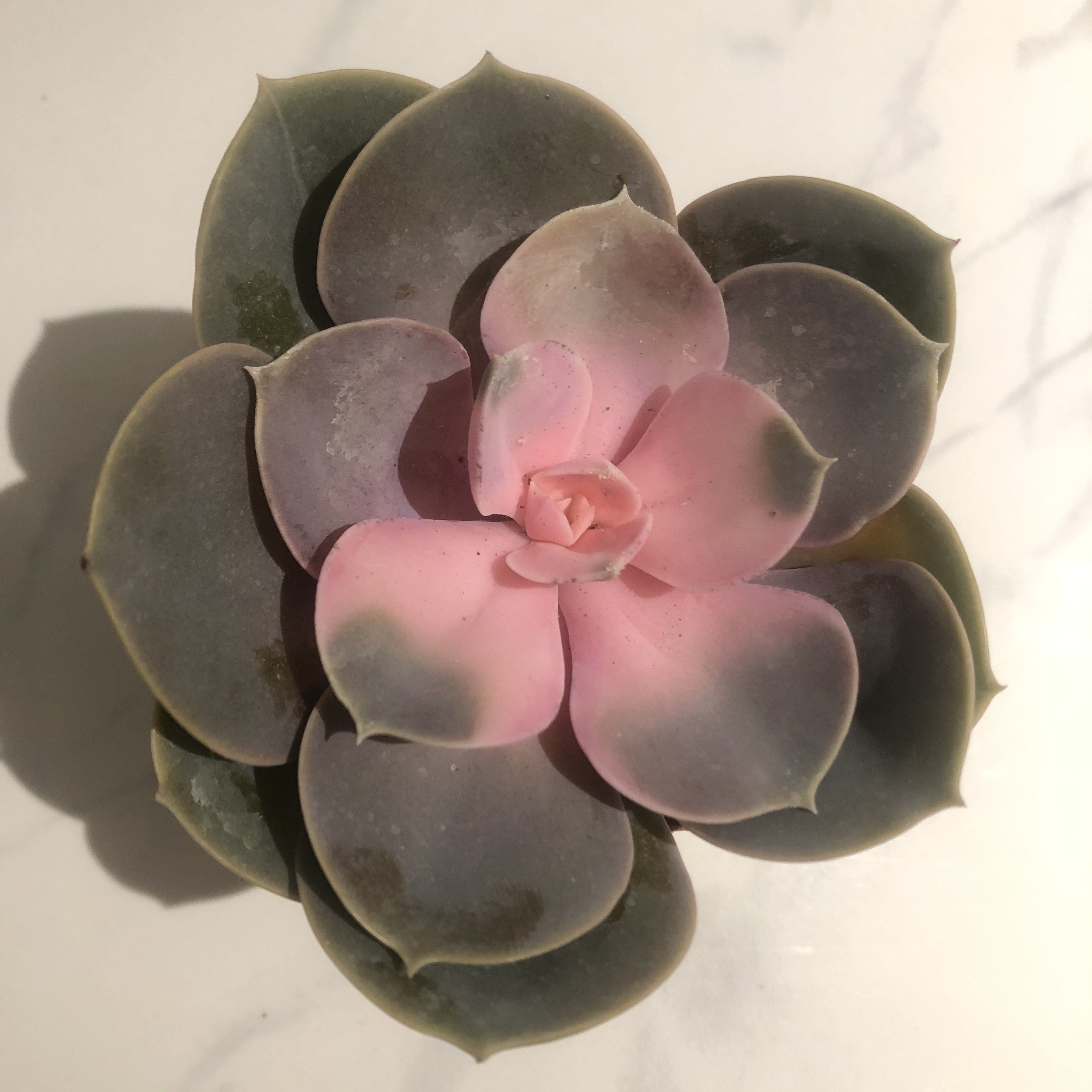 Romantic Echeveria Plant Studio LLC 