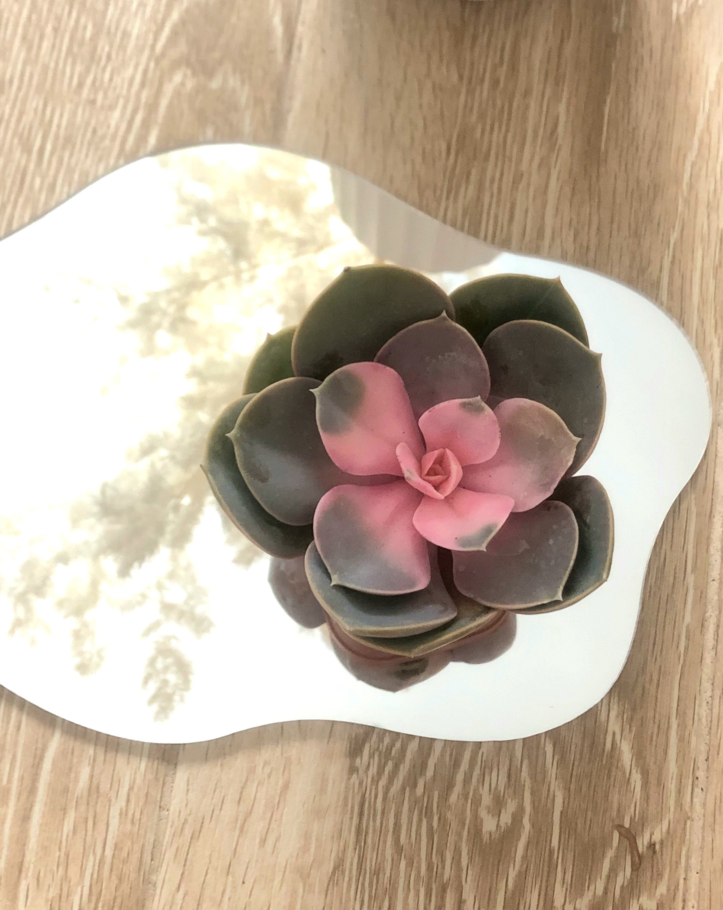 Romantic Echeveria Plant Studio LLC 