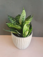 Sansevieria Black Coral Plant Studio LLC 