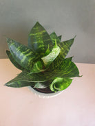 Sansevieria Black Coral Plant Studio LLC 