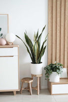 Sansevieria Laurentii - Snake Plant Plant Studio LLC 