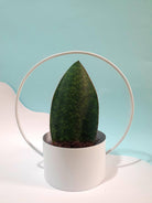 Sansevieria Masoniana ‘Whale Fin’ Plant Studio LLC 