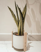 Sansevieria Trifasciata 'Bantel's Sensation' Plant Studio LLC 