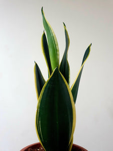 Sansevieria Trifasciata Black Gold Plant Studio LLC 
