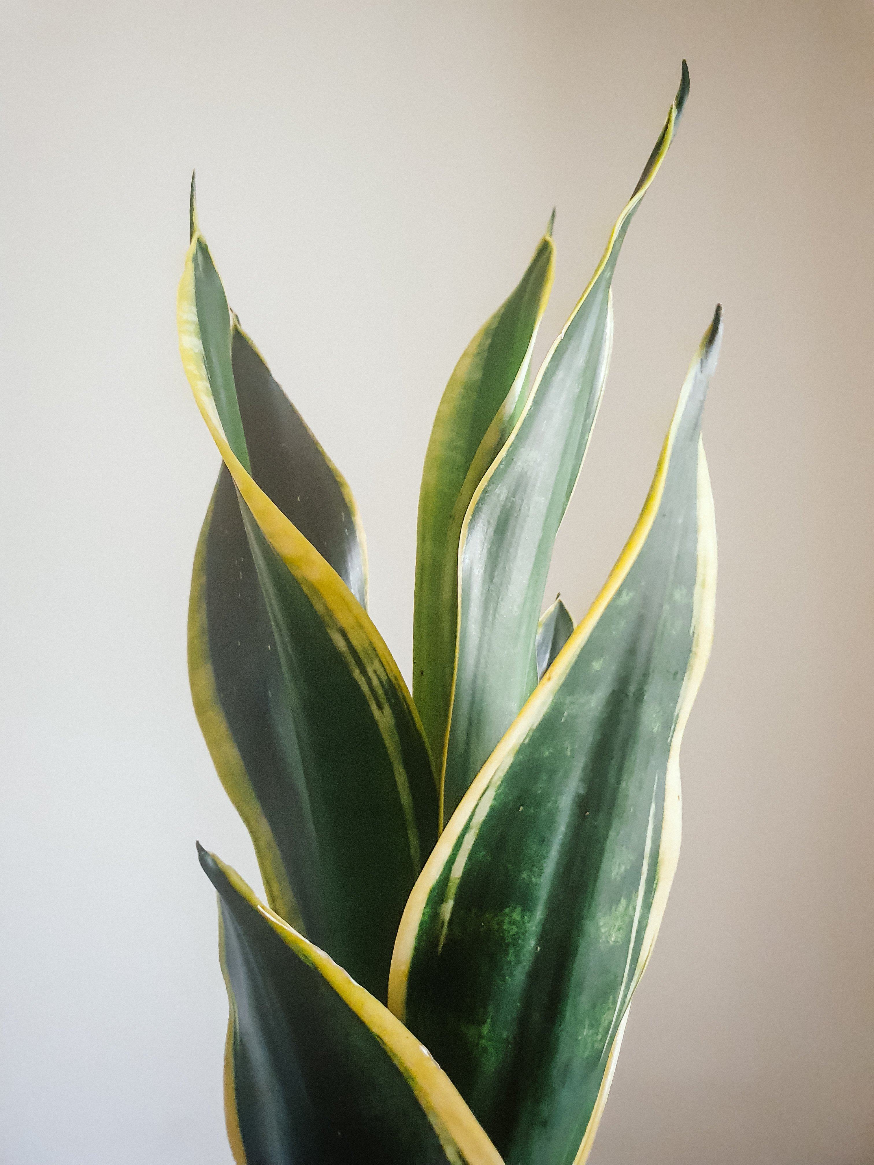 Sansevieria Trifasciata Black Gold Plant Studio LLC 