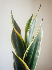 Sansevieria Trifasciata Black Gold Plant Studio LLC 