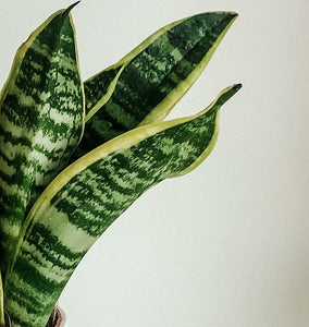 Sansevieria Trifasciata Laurentii - Snake Plant Plant Studio LLC 