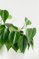 Philodendron Heartleaf in Hanging Pot - Plant Studio LLC