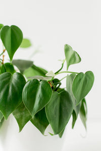 Philodendron Heartleaf in Hanging Pot