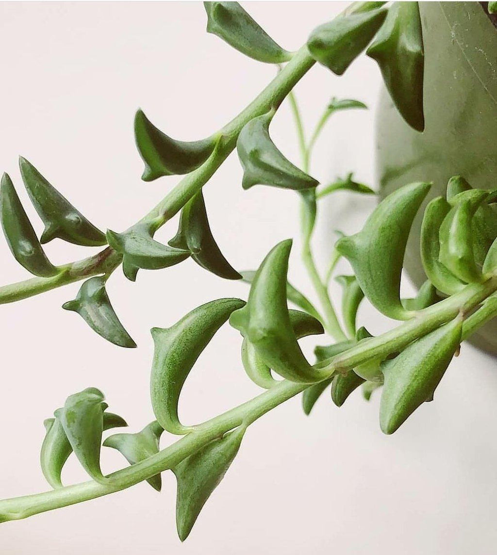 Senecio Peregrinus 'String of Dolphins' Plant Studio LLC 