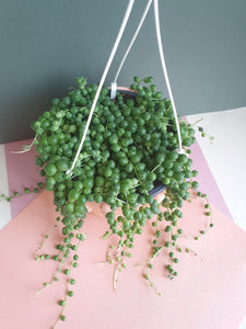 Senecio Rowleyanus 'String of Pearls' Plant Studio LLC 