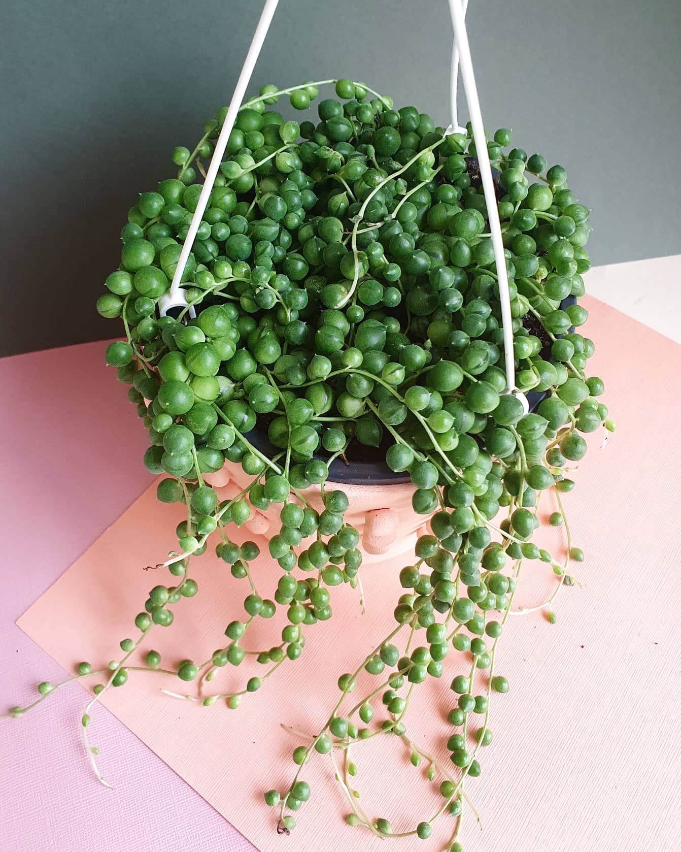 Senecio Rowleyanus 'String of Pearls' Plant Studio LLC 