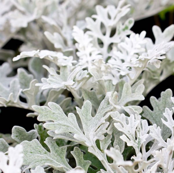 Senecio Cineraria 'Silver Dust'